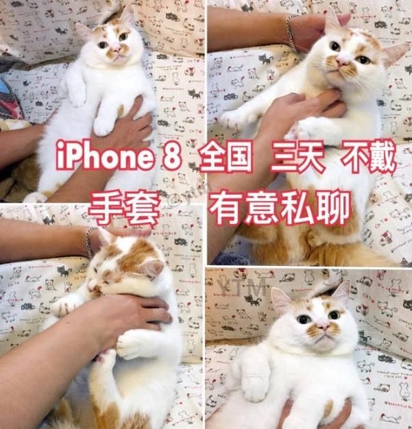 iphone8三天不带套什么梗 iphone8三天不戴套我吃药有意私聊